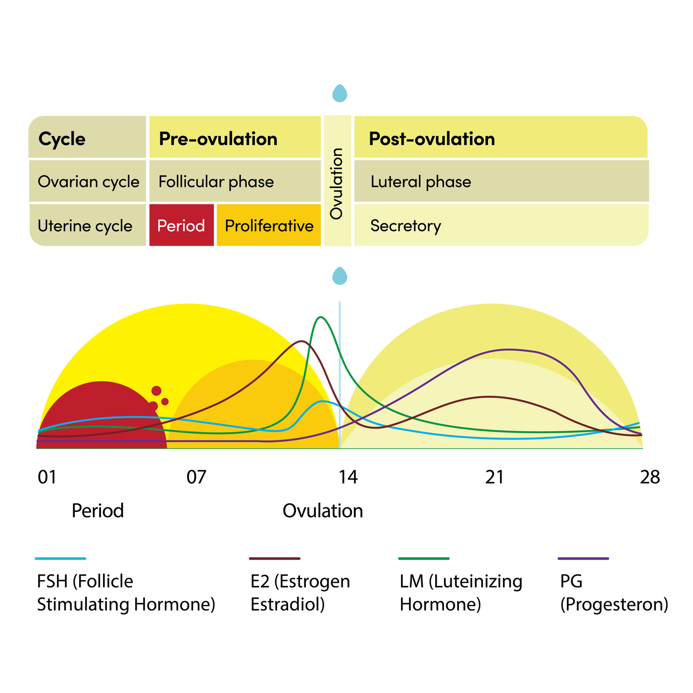 The phases of the menstrual cycle chart
