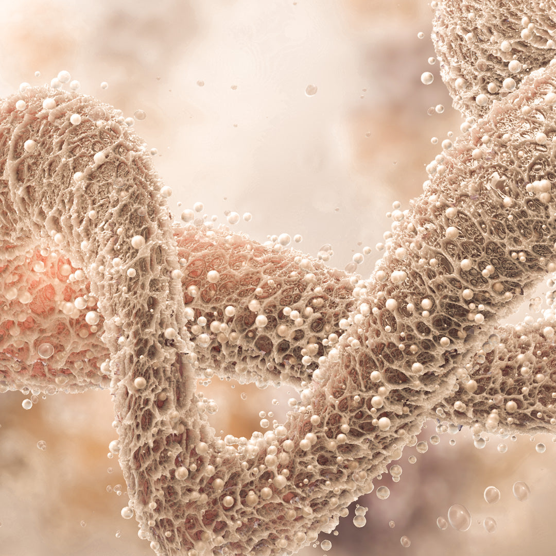 Lactoferrin detail image